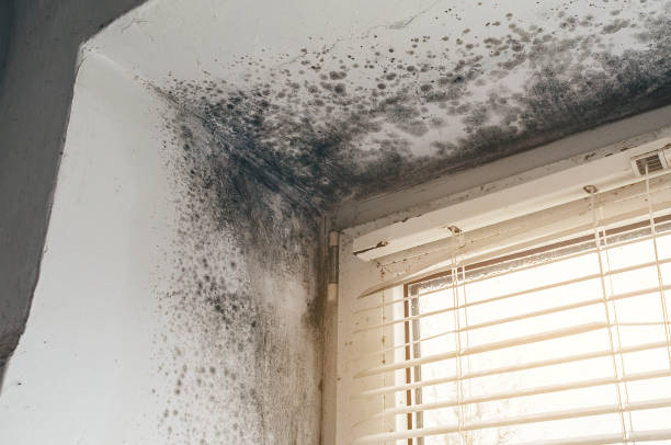 Affordable Attic Mold Removal solutions in Vine Grove, KY