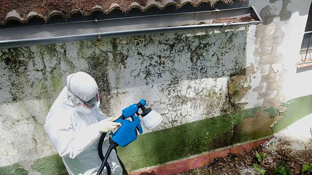 Top rated local Attic Mold Removal specialists in Vine Grove, KY